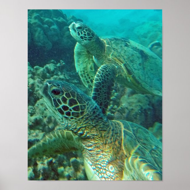 Poster Hawaii Sea Turtle (Frente)