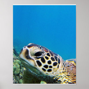 Póster Hawaii Sea Turtle