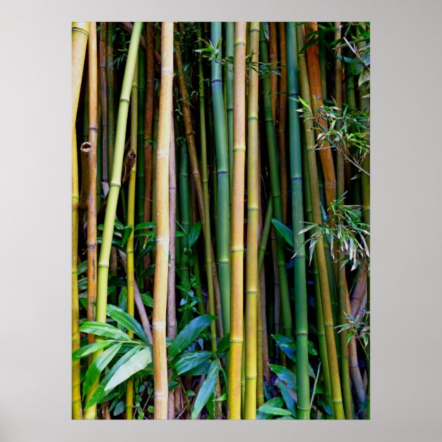 Póster Hawaiian Bamboo (Frente)