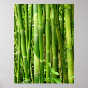 Poster Hawaiian Bamboo