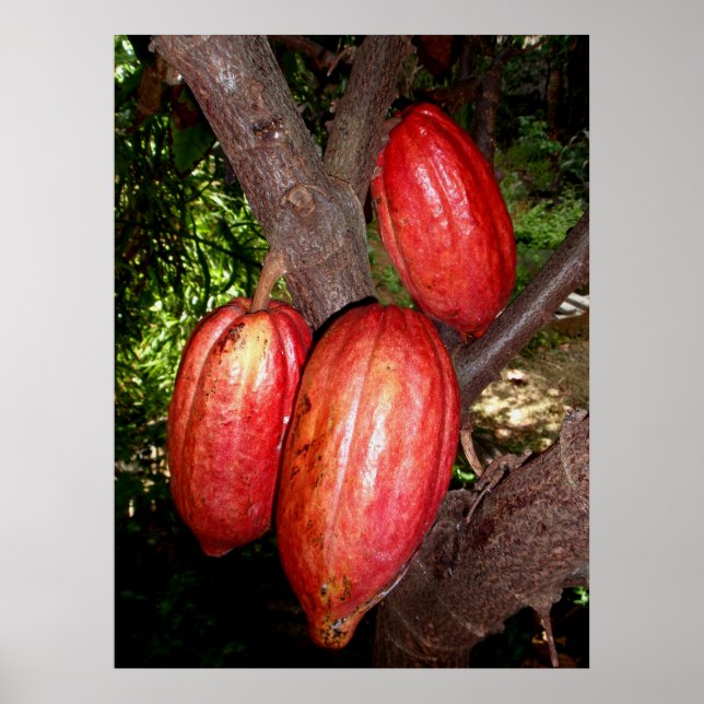 Póster Hawaiian Cacao Pods (Frente)