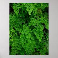 Hawaiian Ferns