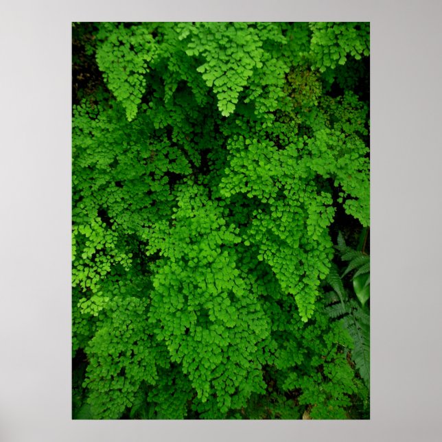 Poster Hawaiian Ferns (Frente)