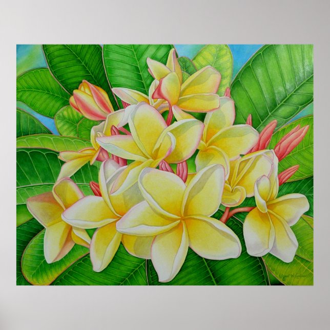 Póster Hawaiian Frangipani (Frente)