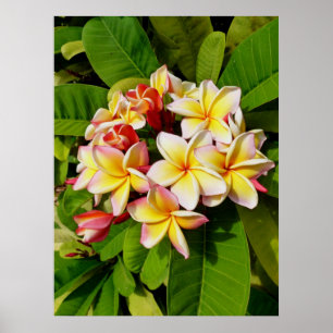 Póster Hawaiian Frangipani