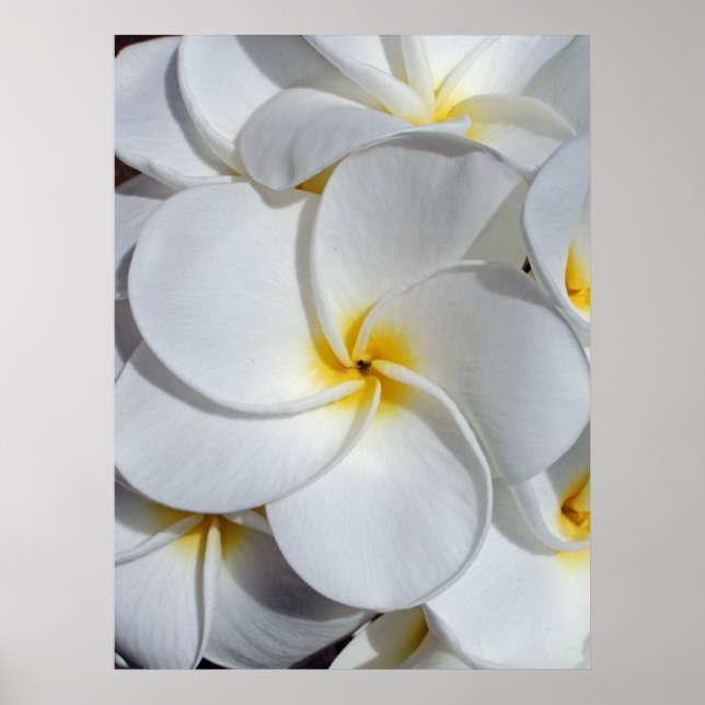 Poster Hawaiian Frangipani (Frente)