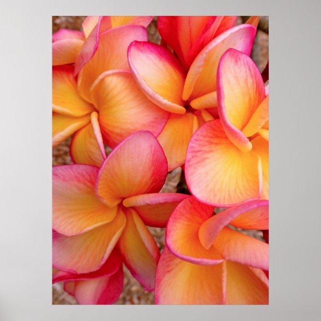 Poster Hawaiian Frangipani (Frente)