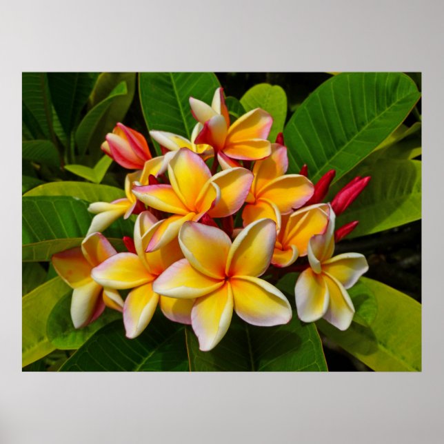 Póster Hawaiian Frangipani (Frente)