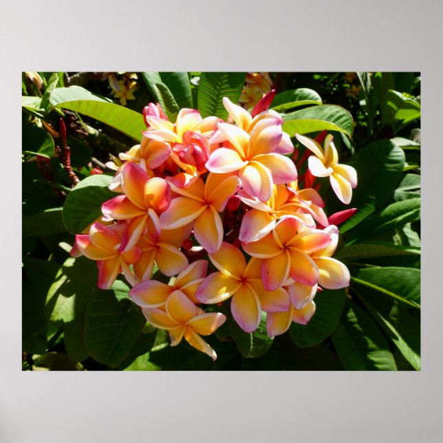 Póster Hawaiian Frangipani (Frente)