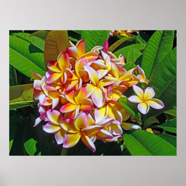 Póster Hawaiian Frangipani (Frente)