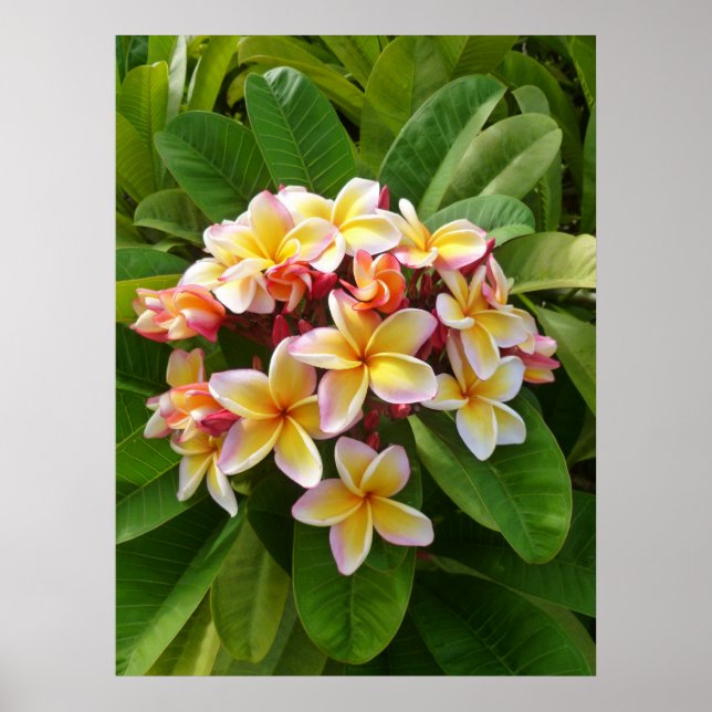 Póster Hawaiian Frangipani (Frente)