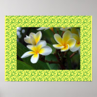 Hawaiian Frangipani Blissful Blossoms Plumerias