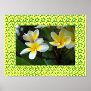 Poster Hawaiian Frangipani Blissful Blossoms Plumerias
