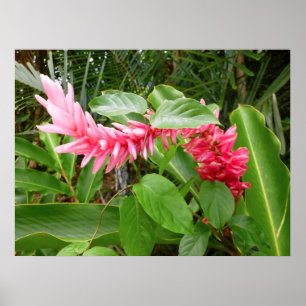 Poster Hawaiian Ginger