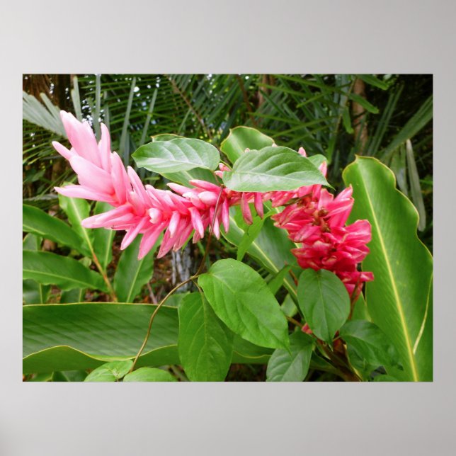 Poster Hawaiian Ginger (Frente)