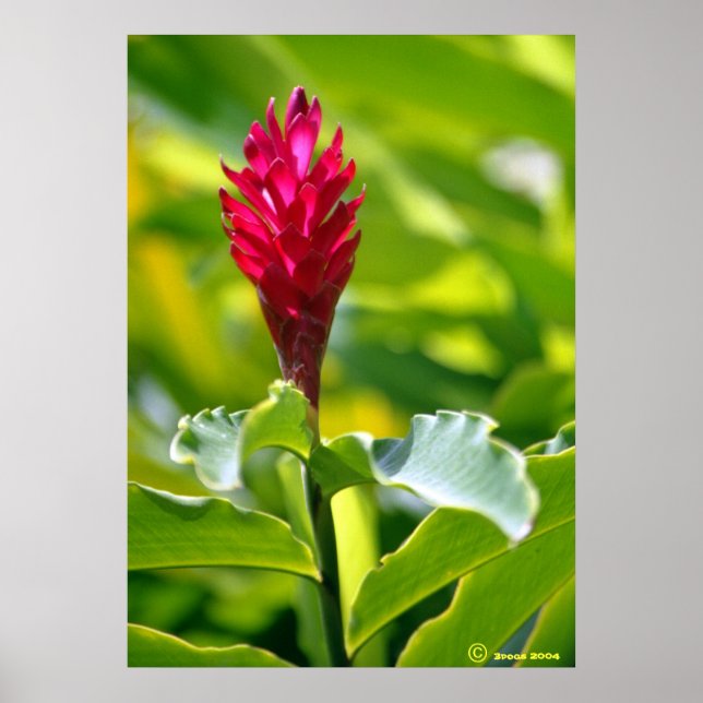 Póster Hawaiian Ginger (Frente)