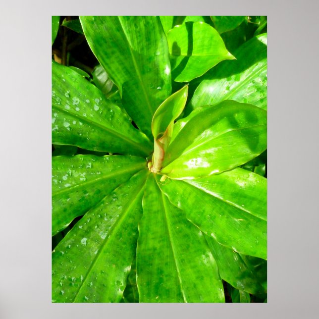 Poster Hawaiian Ginger Plant (Frente)