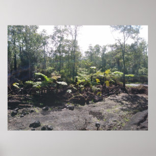 POSTER HAWAIIAN HAPUU FERNS