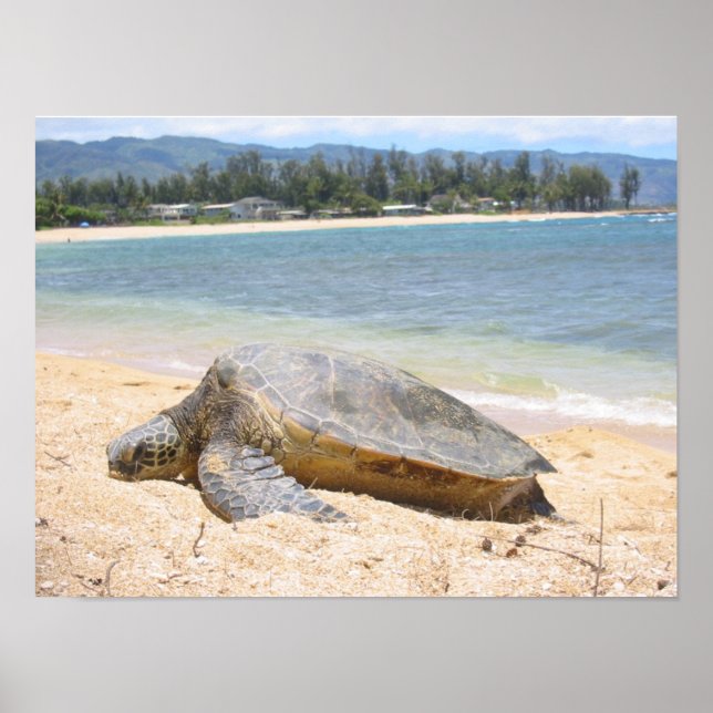 Poster Hawaiian Honu (Frente)
