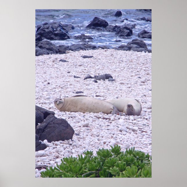 Poster Hawaiian Monk Seal (Frente)