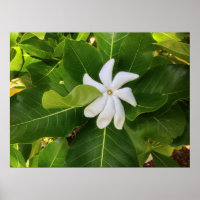 Hawaiian Pikake Jasmine Blossom