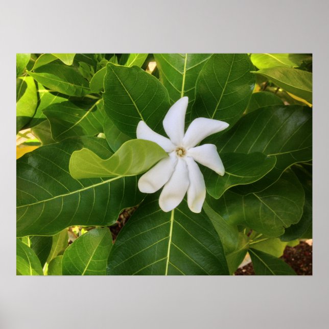 Póster Hawaiian Pikake Jasmine Blossom (Frente)