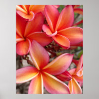 Hawaiian Plumeria