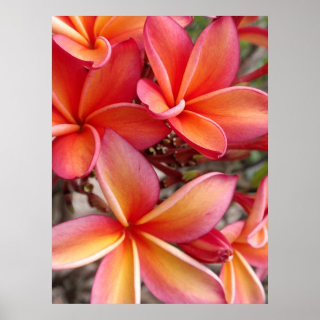 Póster Hawaiian Plumeria (Frente)