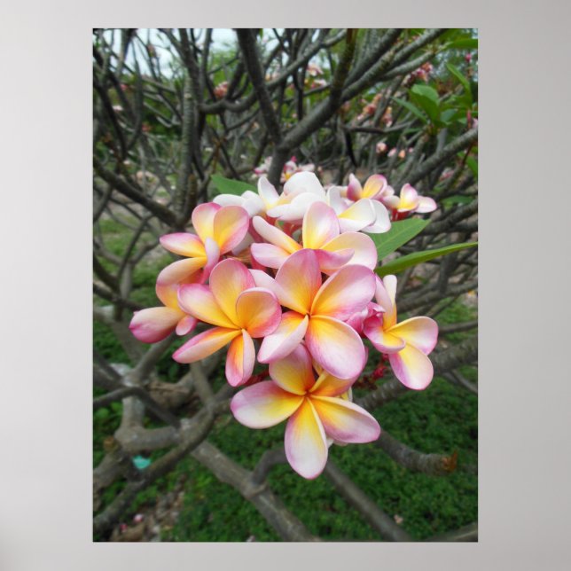 Póster Hawaiian Plumeria (Frente)