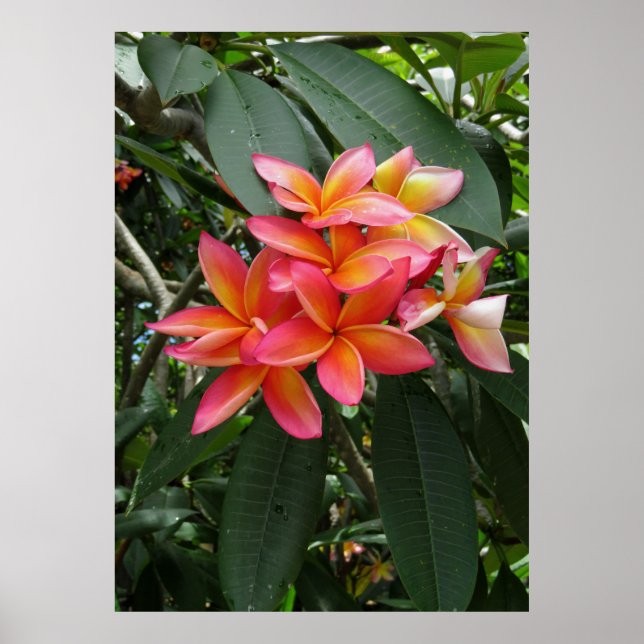 Póster Hawaiian Plumeria (Frente)