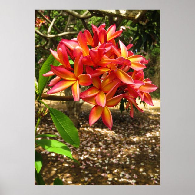 Póster Hawaiian Plumeria (Frente)