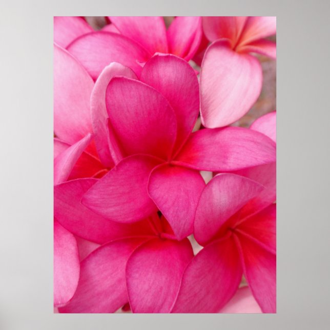 Póster Hawaiian Plumeria (Frente)
