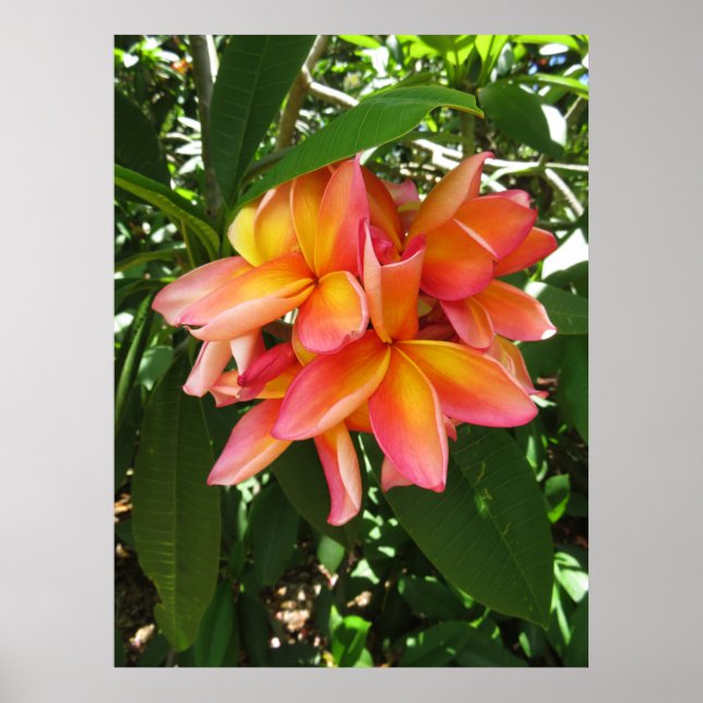 Póster Hawaiian Plumeria (Frente)