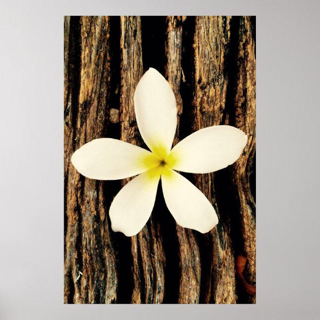 Poster Hawaiian Plumeria Statement Piece (Frente)