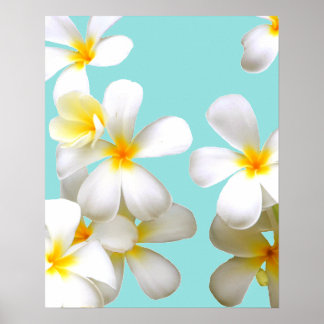 Poster Hawaiian white plumeria flower blue