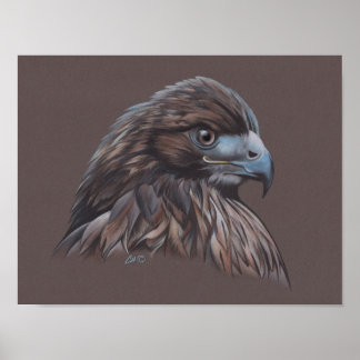 Poster Hawk