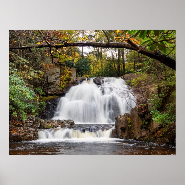 Poster Hawk cai no outono 24"x18" (Frente)