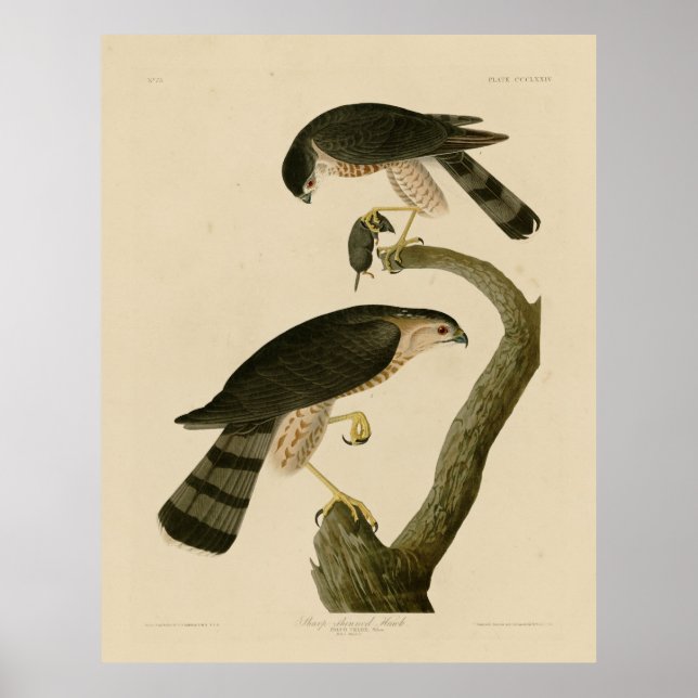 Poster Hawk com brilho afiado das Aves da América de Audu (Frente)