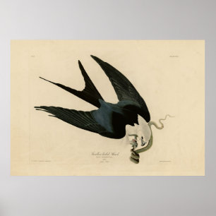 Poster Hawk de cauda andorinha - Aves da América de Audub