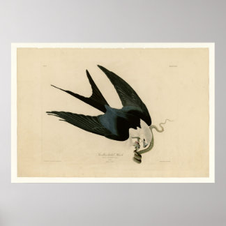 Poster Hawk de cauda-espinha