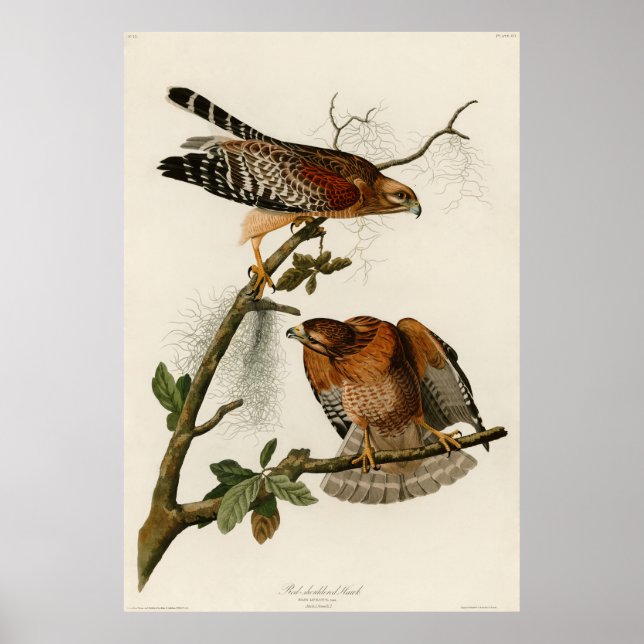 Póster Hawk de ombros vermelhos, placa 56 - Audubon (Frente)
