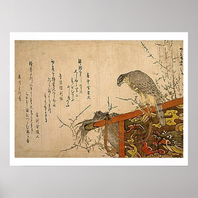 Póster Hawk em Screen Perch (Frente)