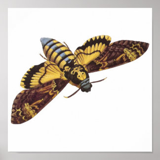 Póster Hawk Moth, Chefe da Morte