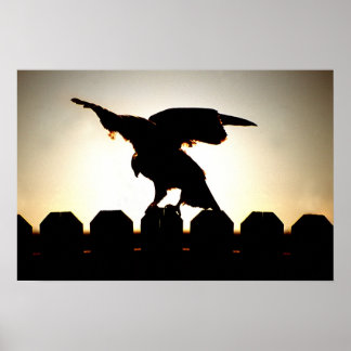 Poster Hawk na cerca