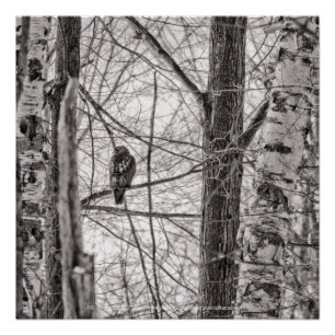 Póster Hawk P8443 de cauda vermelha