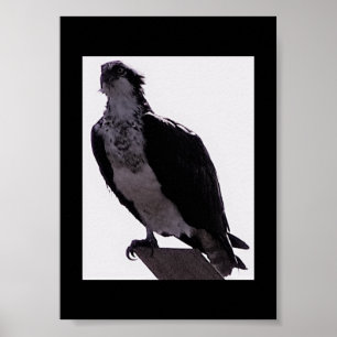 Póster Hawk Photo