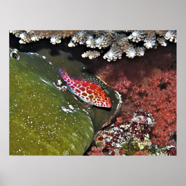 Poster Hawkfish (Frente)