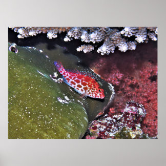 Poster Hawkfish e Coral