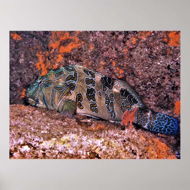 Poster Hawkfish gigante (Frente)