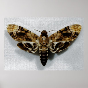 Póster Hawkmoth Acherontia Lachesis Chefe da Morte